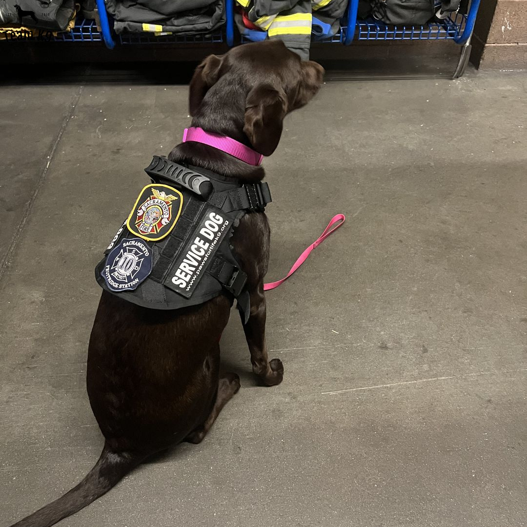 Classic Heavy-Duty Tactical No-Pull Team K9™ Dog Harness With Front & Back D-Rings, Quick-Release Metal-Buckles, Hook & Loop Panels, & Top Handle