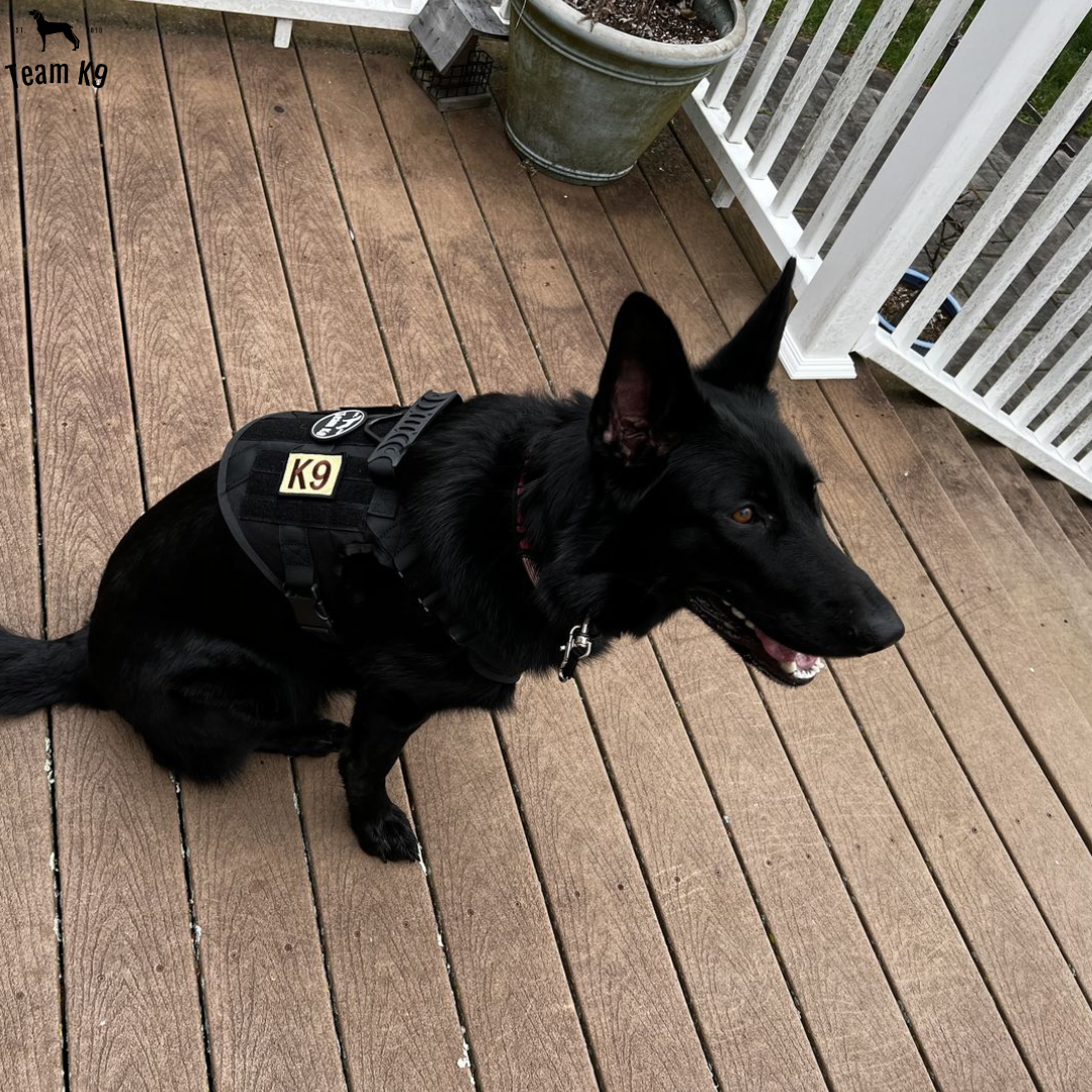 Classic Heavy-Duty Tactical No-Pull Team K9™ Dog Harness With Front & Back D-Rings, Quick-Release Metal-Buckles, Hook & Loop Panels, & Top Handle
