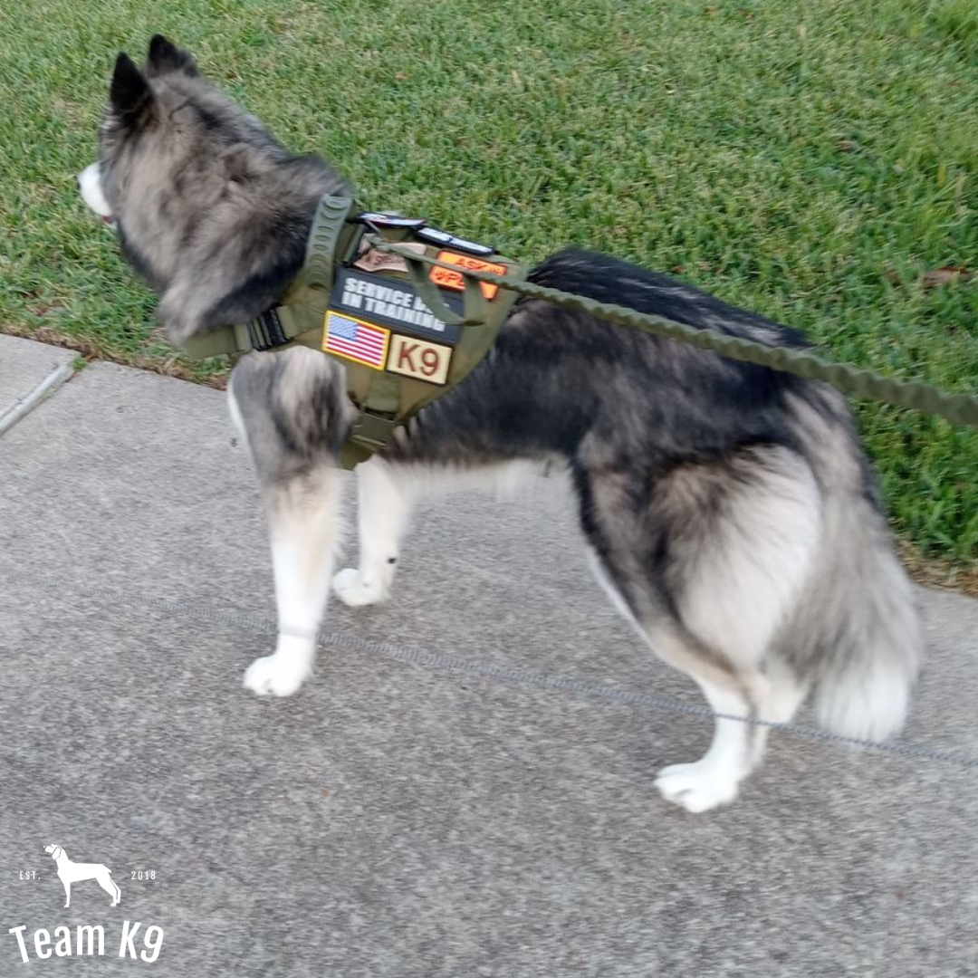 10-In-1 Tactical K9 Harness System - Full Set Dog Harness Bundle (Includes: Tactical No-Pull Dog Harness + Bungee Leash + Collar + MOLLE Pouches + First Aid Kit + 12 Hook & Loop Patches + Dog Goggles + Safety Belt + Travel Water Bowl + Dog Waste Bags)