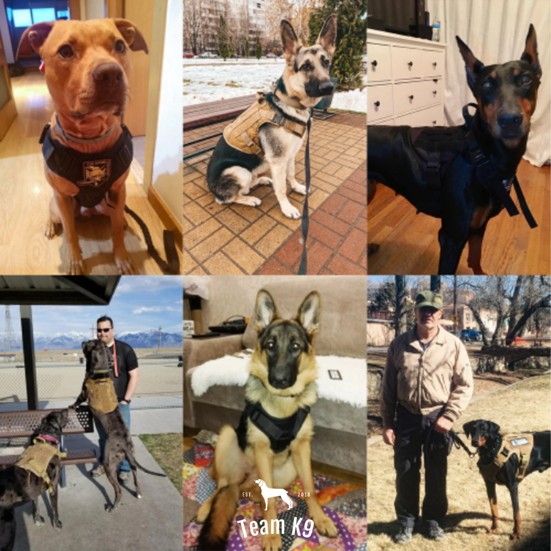 10-In-1 Tactical K9 Harness System - Full Set Dog Harness Bundle (Includes: Tactical No-Pull Dog Harness + Bungee Leash + Collar + MOLLE Pouches + First Aid Kit + 12 Hook & Loop Patches + Dog Goggles + Safety Belt + Travel Water Bowl + Dog Waste Bags)