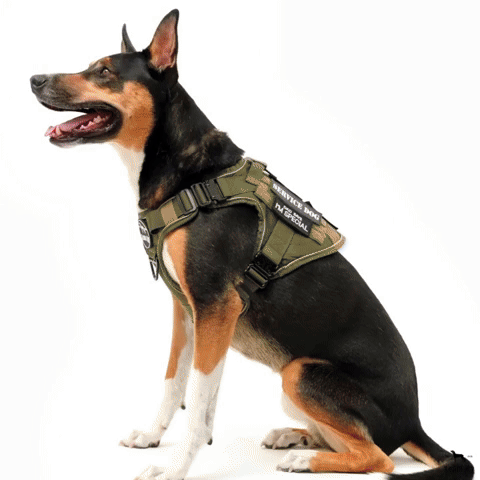 The One Thing Every Dog Parent Needs