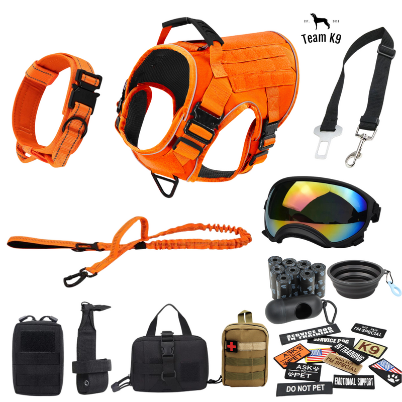 The Same Harness That Changed Gabriel's Life