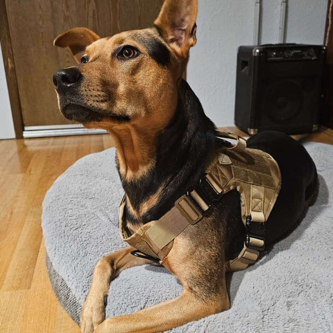 NEW Upgraded Tactical No-Pull Team K9™ Dog Harness with 4 Quick-Release Metal Buckles, Reinforced Front & Back D-Rings, Hook & Loop Panels, Adjustable Straps, Reflective Strips, & Top Handle
