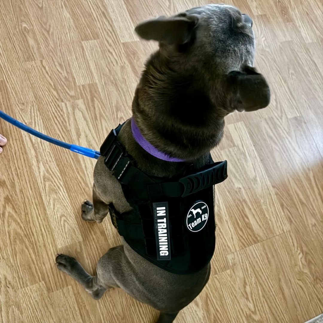 NEW Upgraded Tactical No-Pull Team K9™ Dog Harness with 4 Quick-Release Metal Buckles, Reinforced Front & Back D-Rings, Hook & Loop Panels, Adjustable Straps, Reflective Strips, & Top Handle
