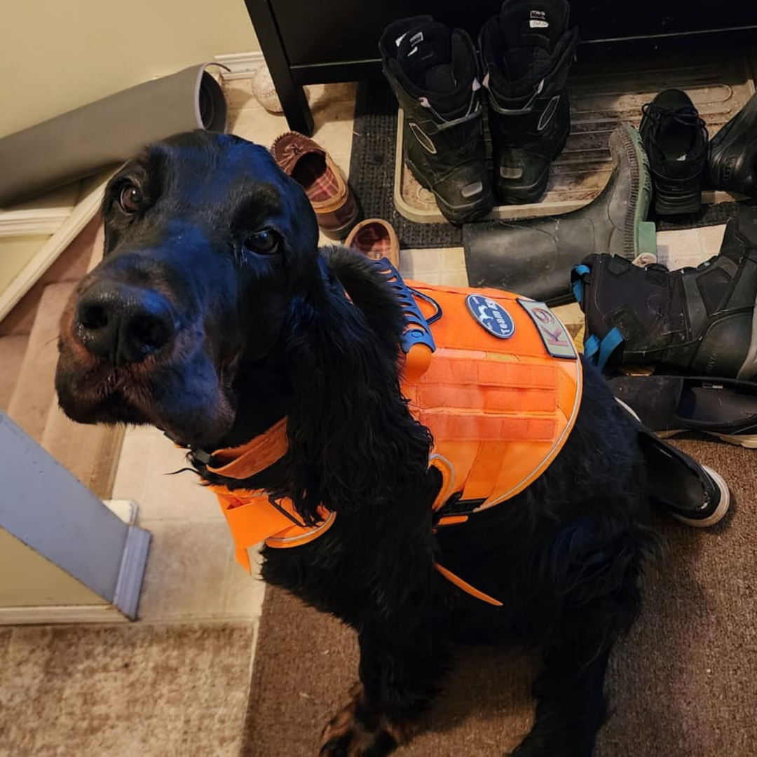 NEW Upgraded Tactical No-Pull Team K9™ Dog Harness with 4 Quick-Release Metal Buckles, Reinforced Front & Back D-Rings, Hook & Loop Panels, Adjustable Straps, Reflective Strips, & Top Handle